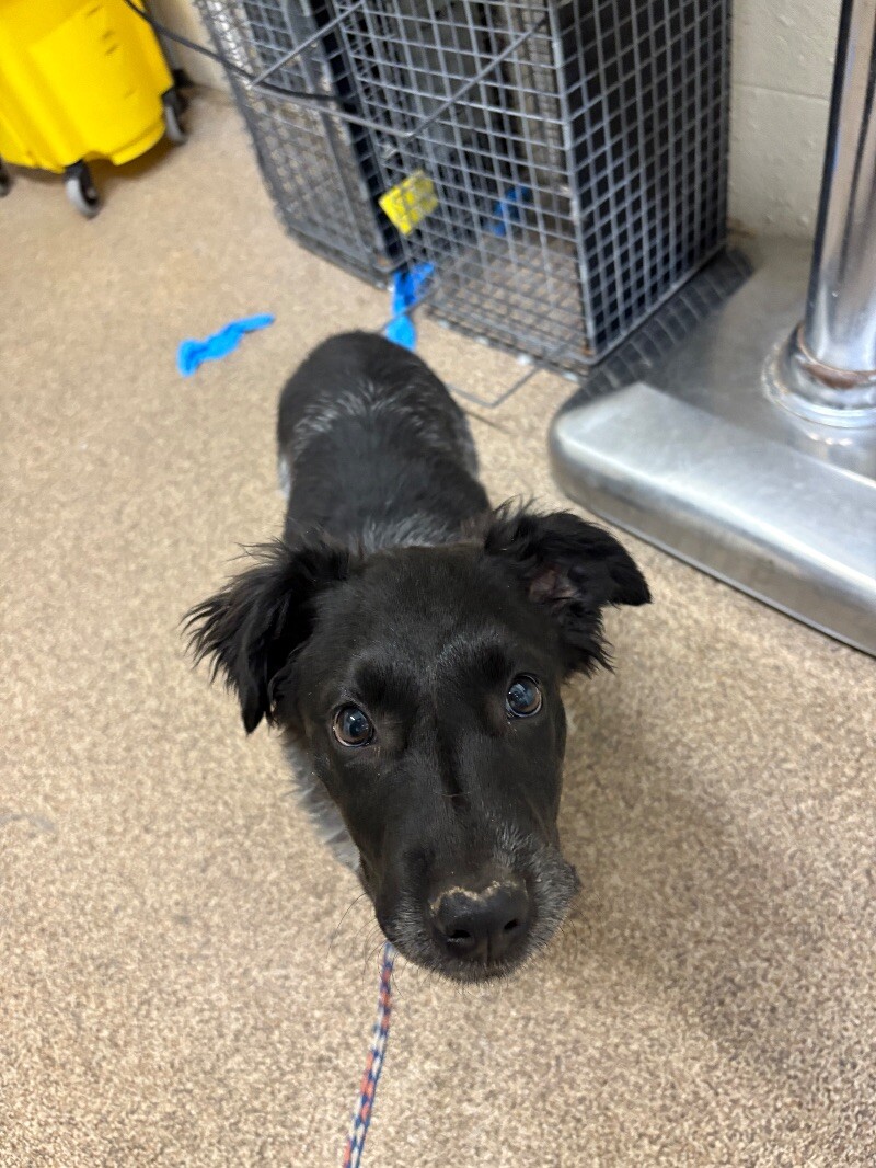 Picture of the Animal Listed