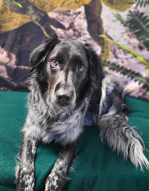 Picture of the Animal Listed