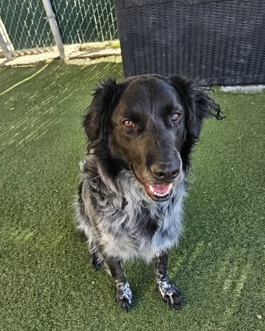 Picture of the Animal Listed