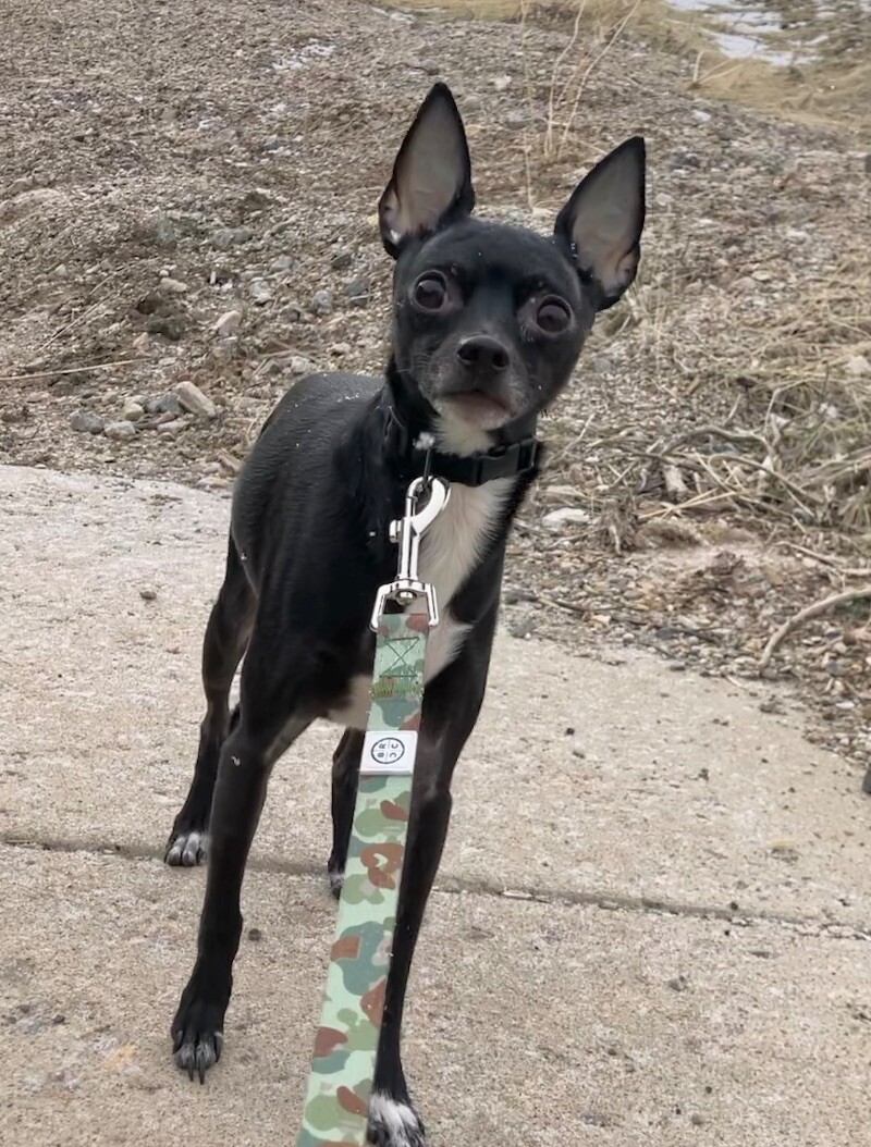 Picture of the Animal Listed