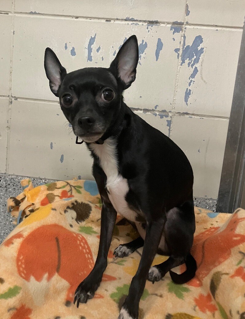 Picture of the Animal Listed