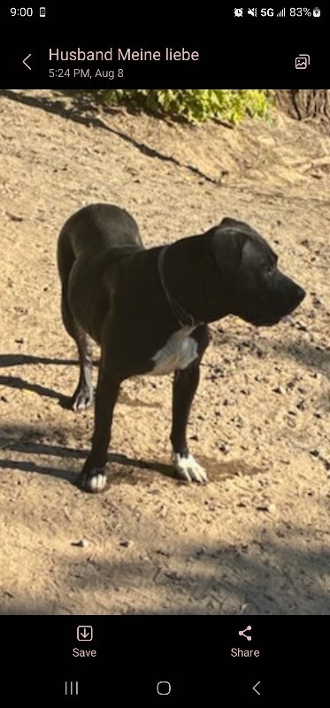 Picture of the Animal Listed