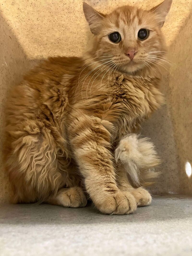 Picture of the Animal Listed