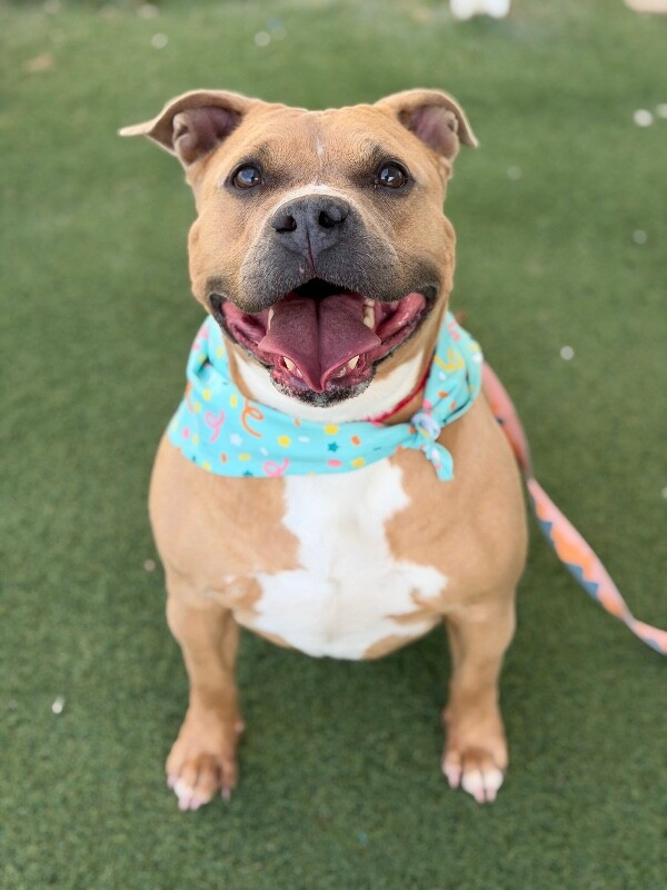 Picture of the Animal Listed