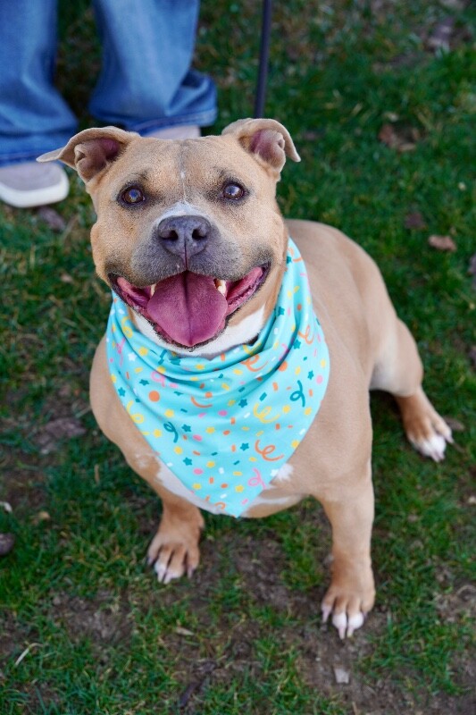 Picture of the Animal Listed