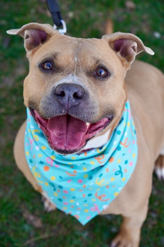 Picture of the Animal Listed