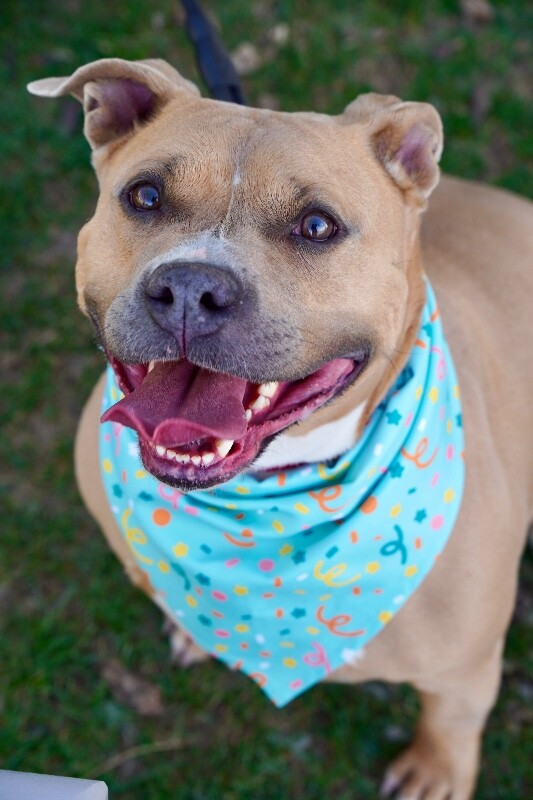 Picture of the Animal Listed