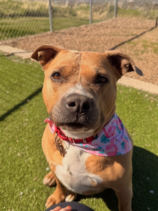 Picture of the Animal Listed