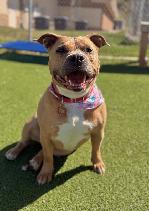 Picture of the Animal Listed