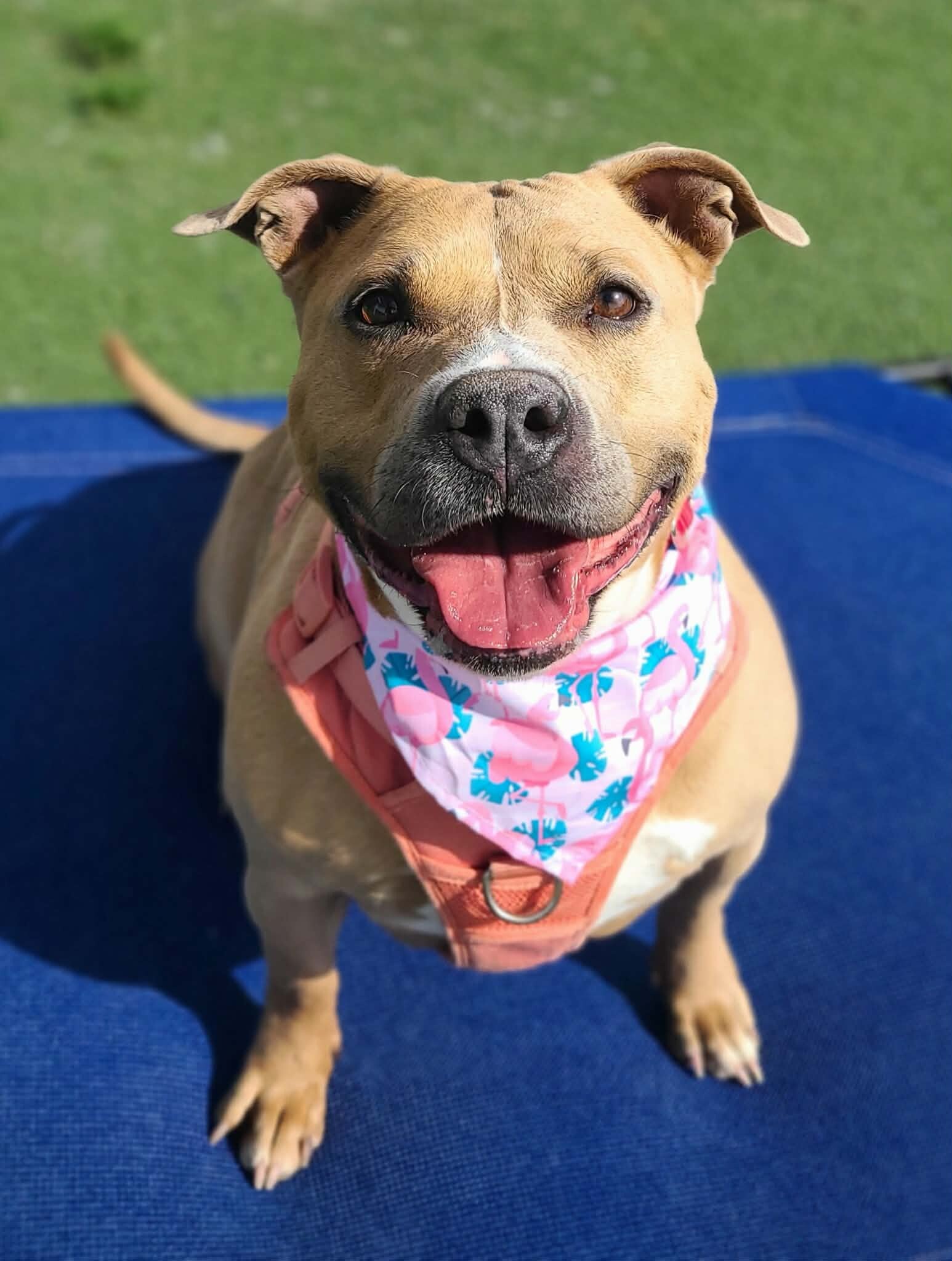 Picture of the Animal Listed