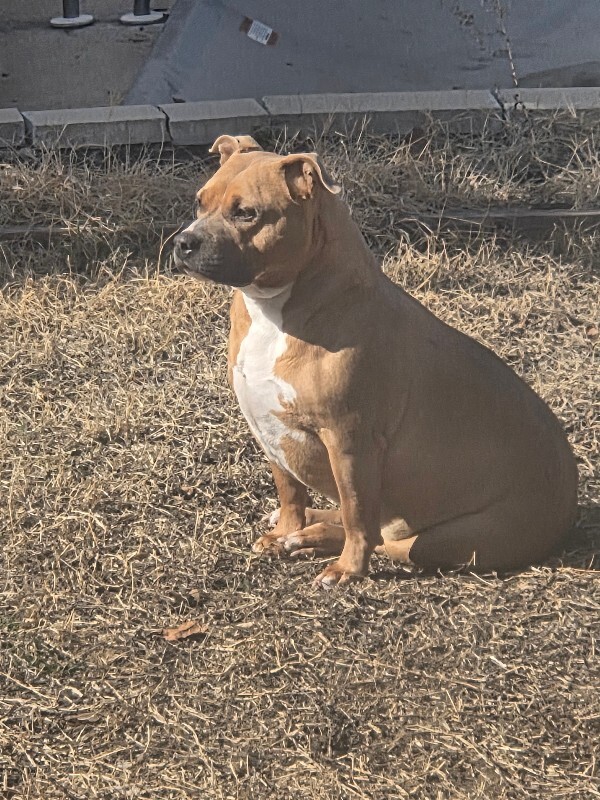 Picture of the Animal Listed