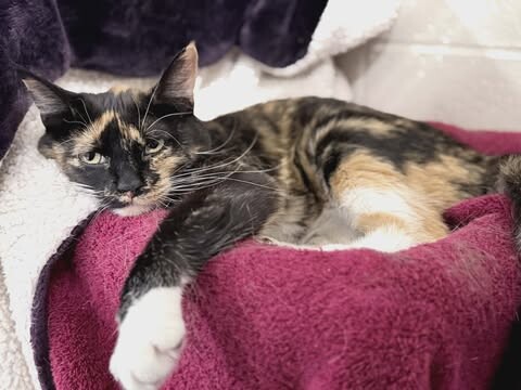 Picture of the Animal Listed