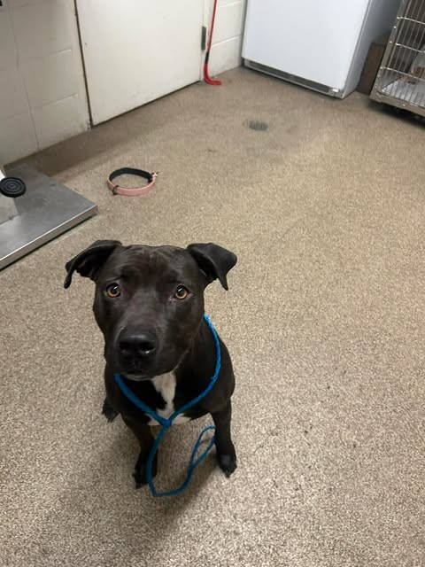 Picture of the Animal Listed