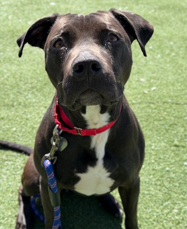 Picture of the Animal Listed