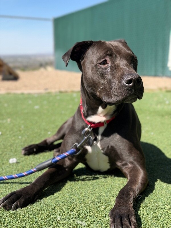 Picture of the Animal Listed