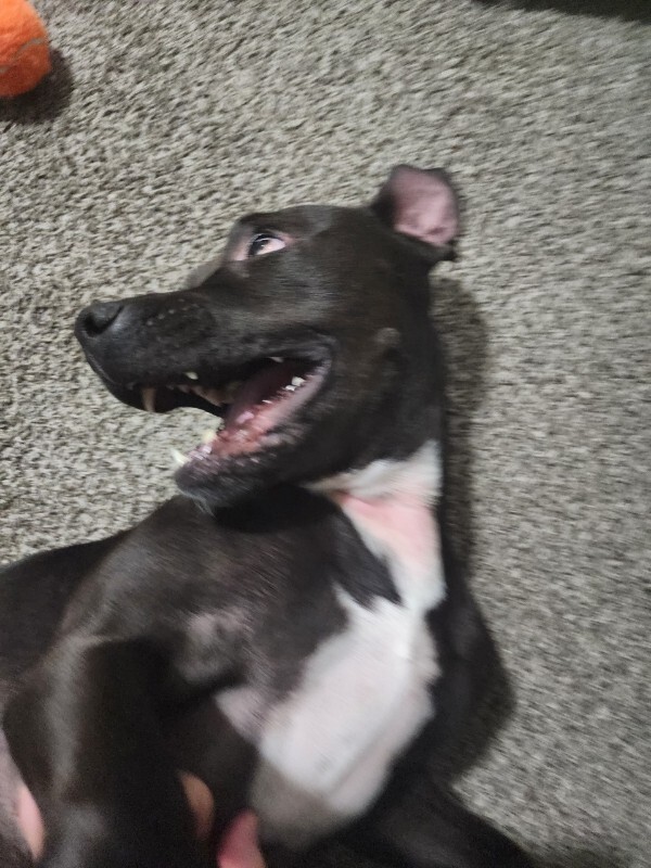 Picture of the Animal Listed