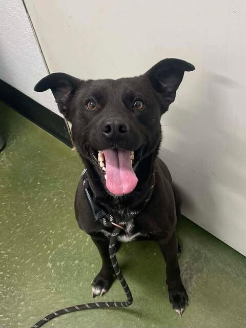 Picture of the Animal Listed