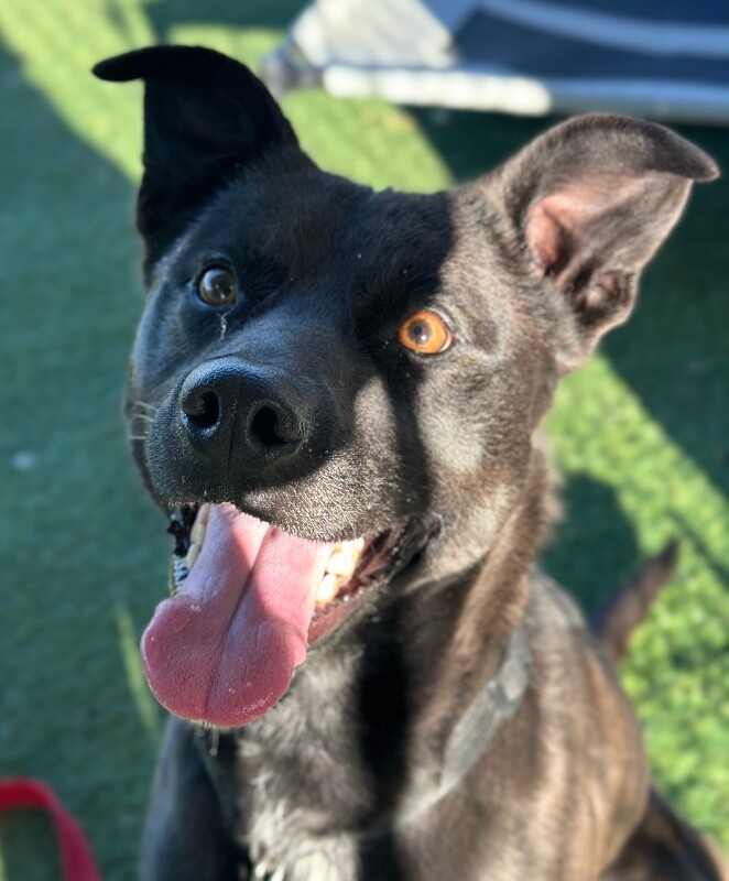 Picture of the Animal Listed