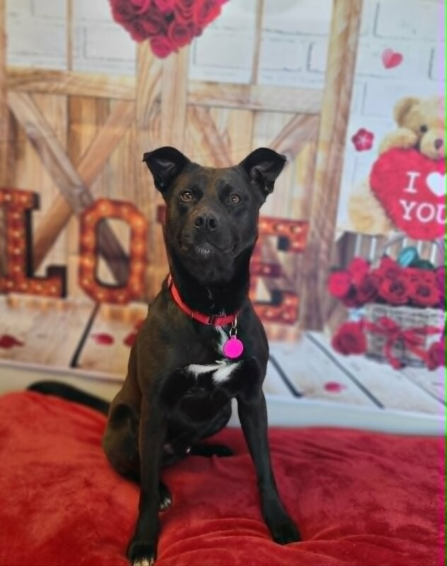 Picture of the Animal Listed