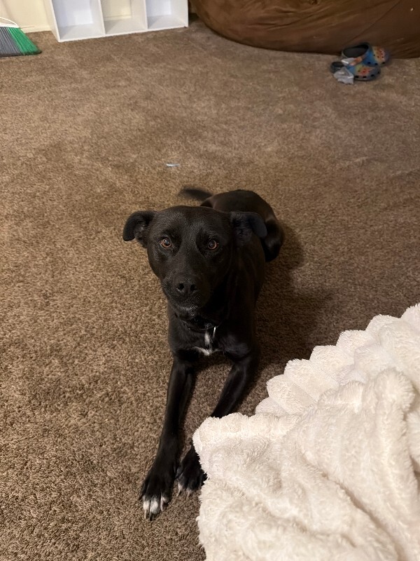 Picture of the Animal Listed