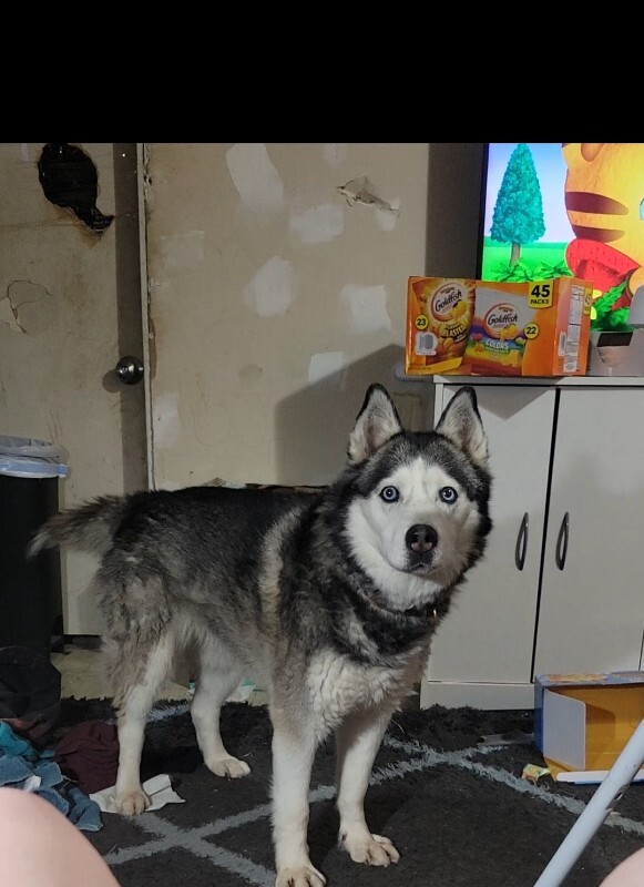 Picture of the Animal Listed