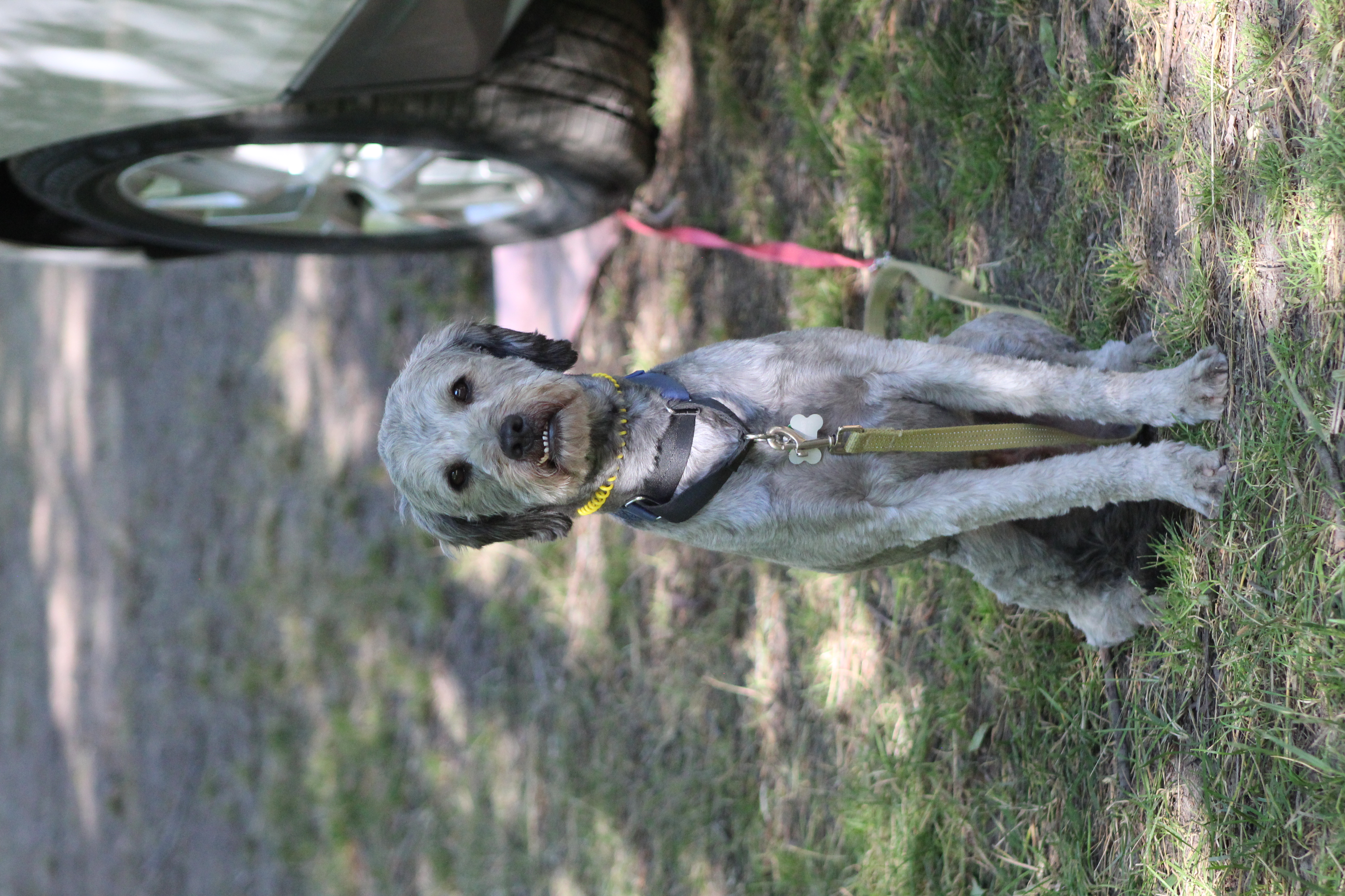 Picture of the Animal Listed