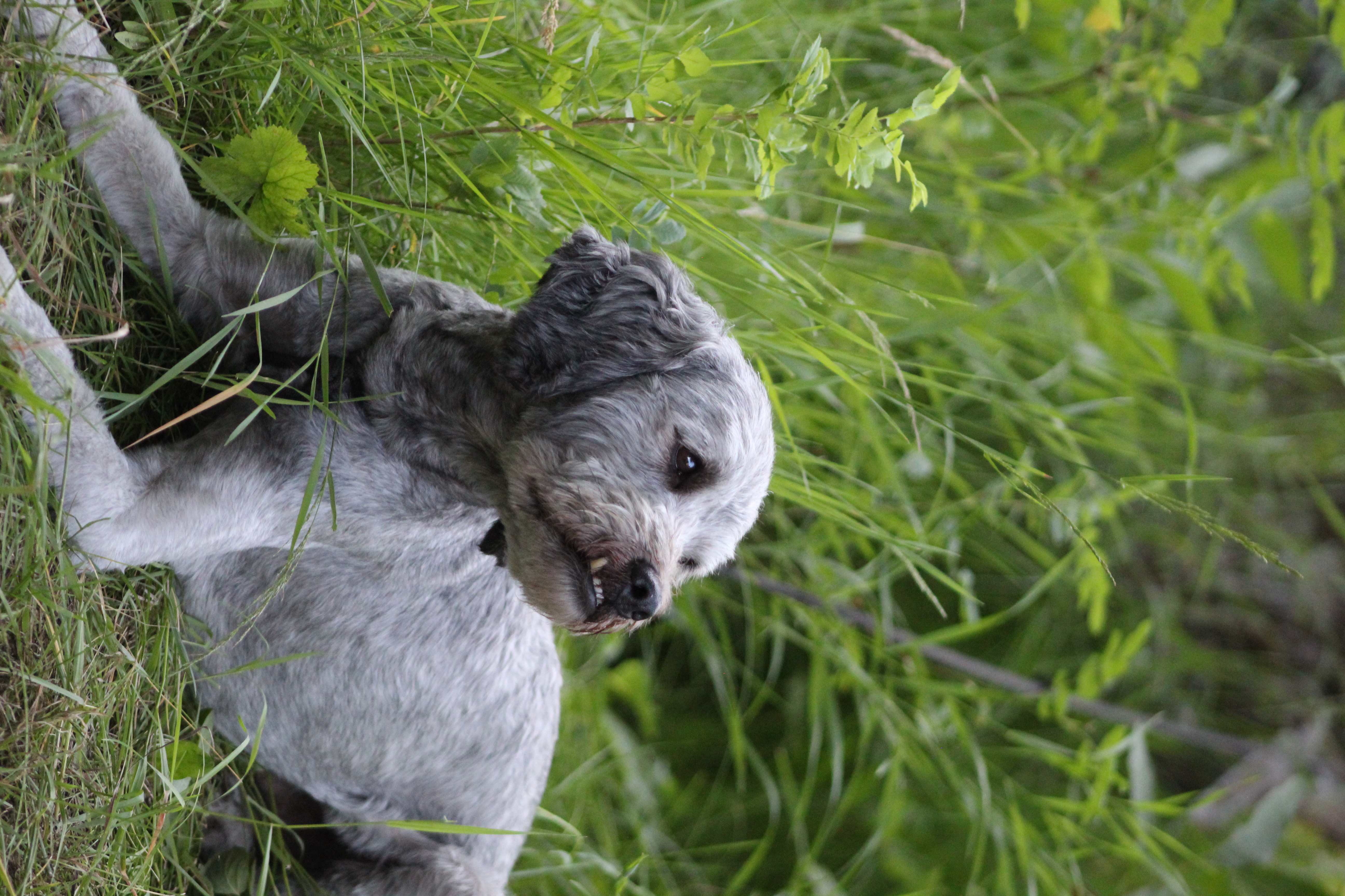 Picture of the Animal Listed