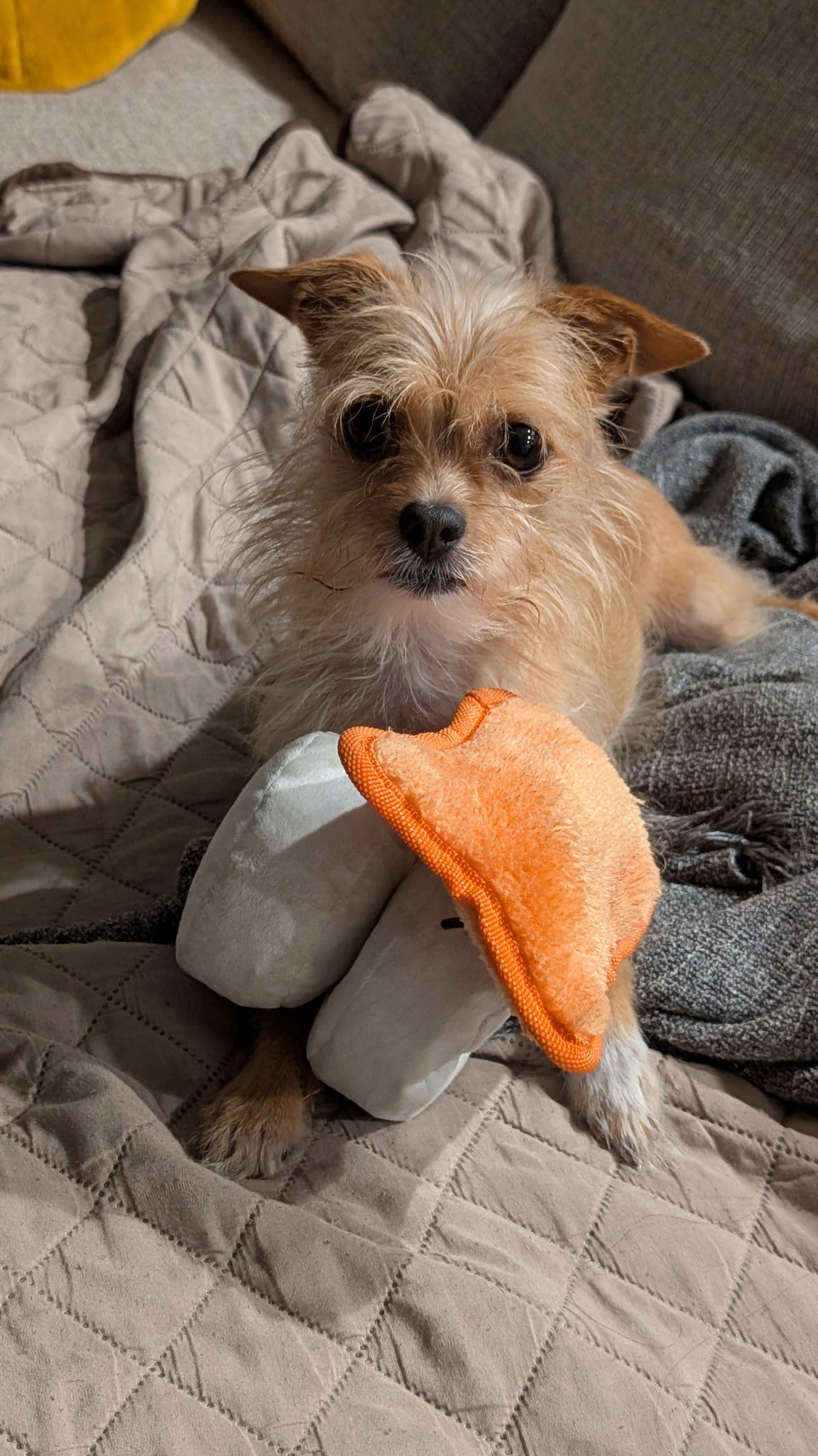 Picture of the Animal Listed