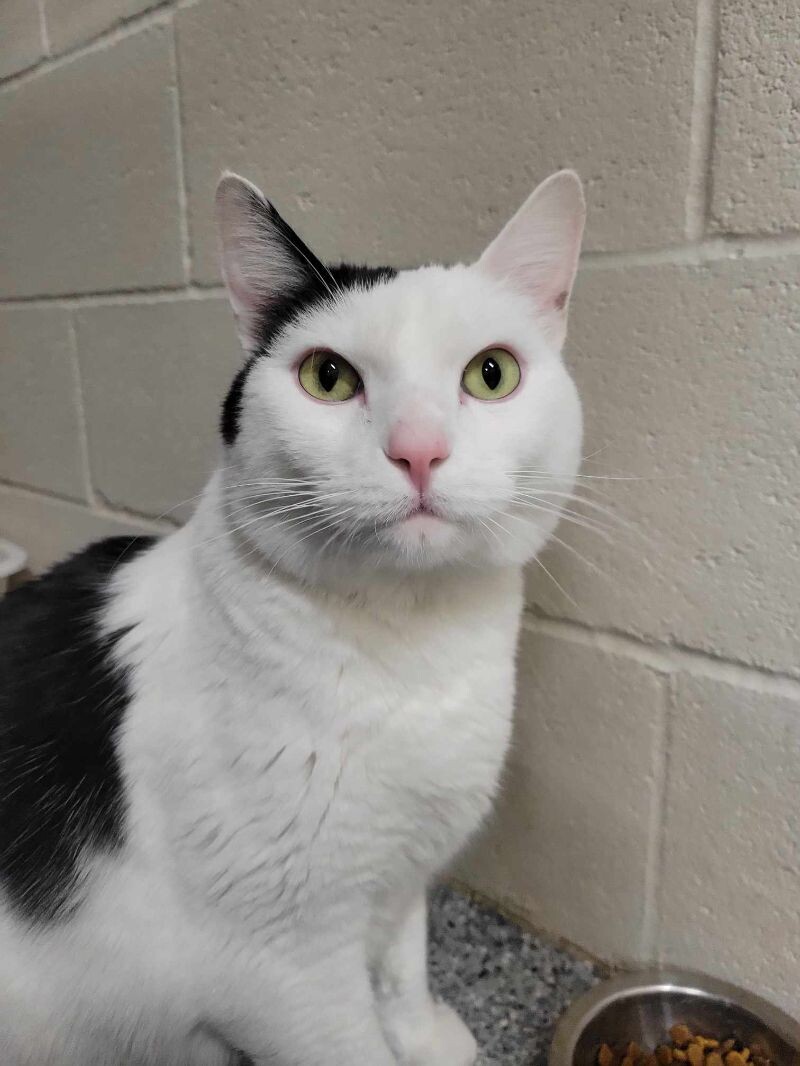 Picture of the Animal Listed