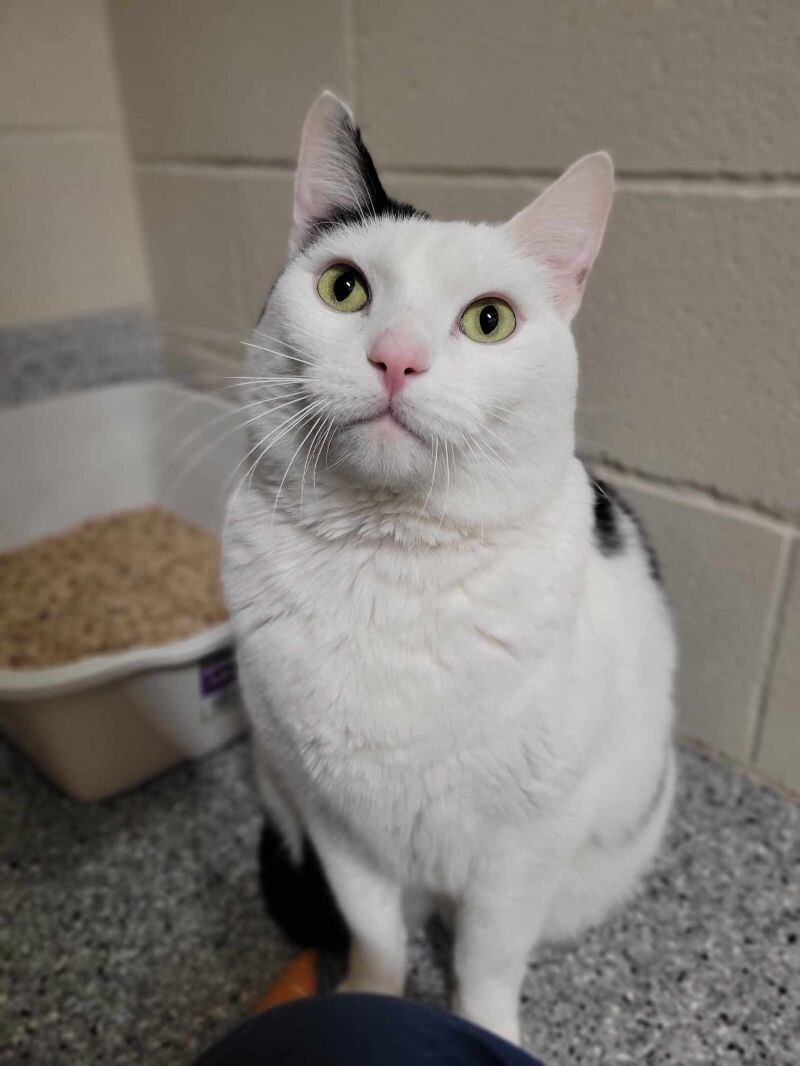 Picture of the Animal Listed