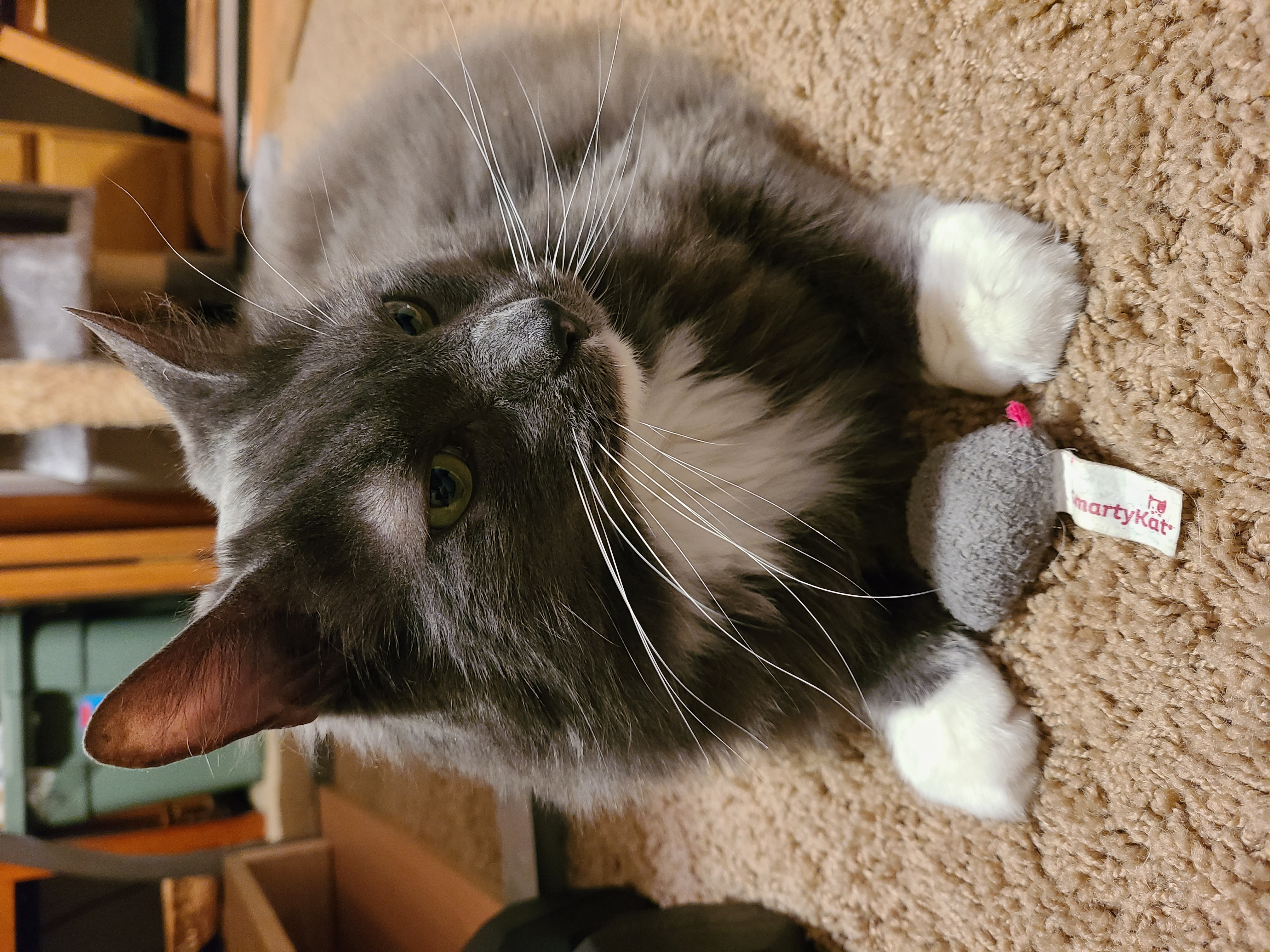 Picture of the Animal Listed