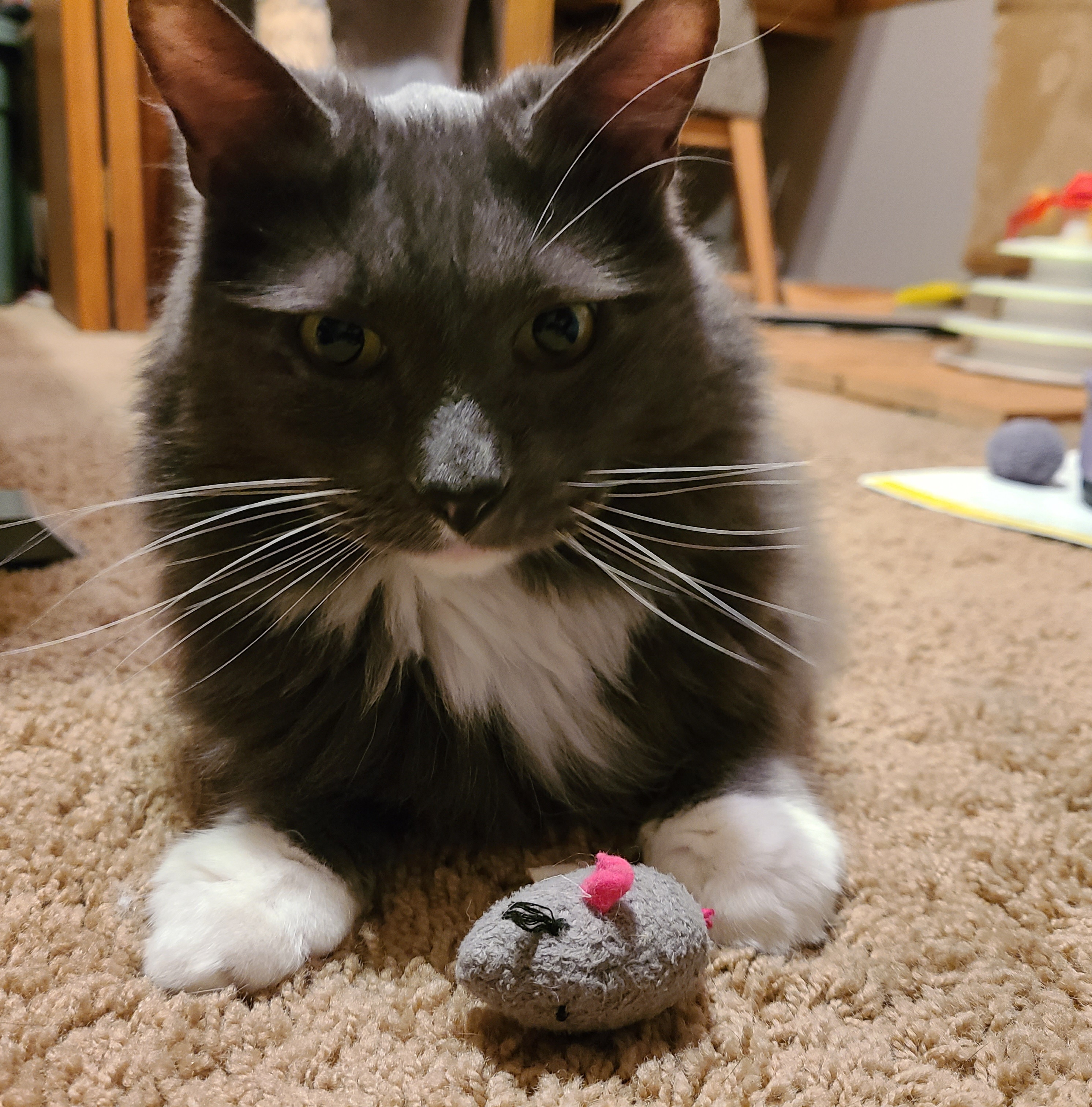 Picture of the Animal Listed