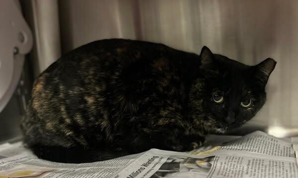 Picture of the Animal Listed