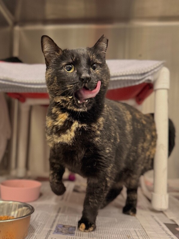 Picture of the Animal Listed