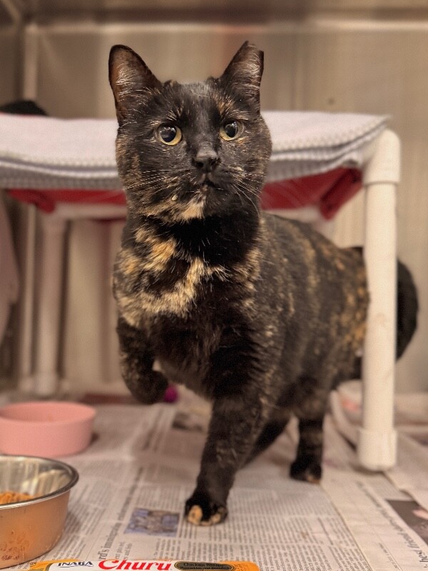 Picture of the Animal Listed