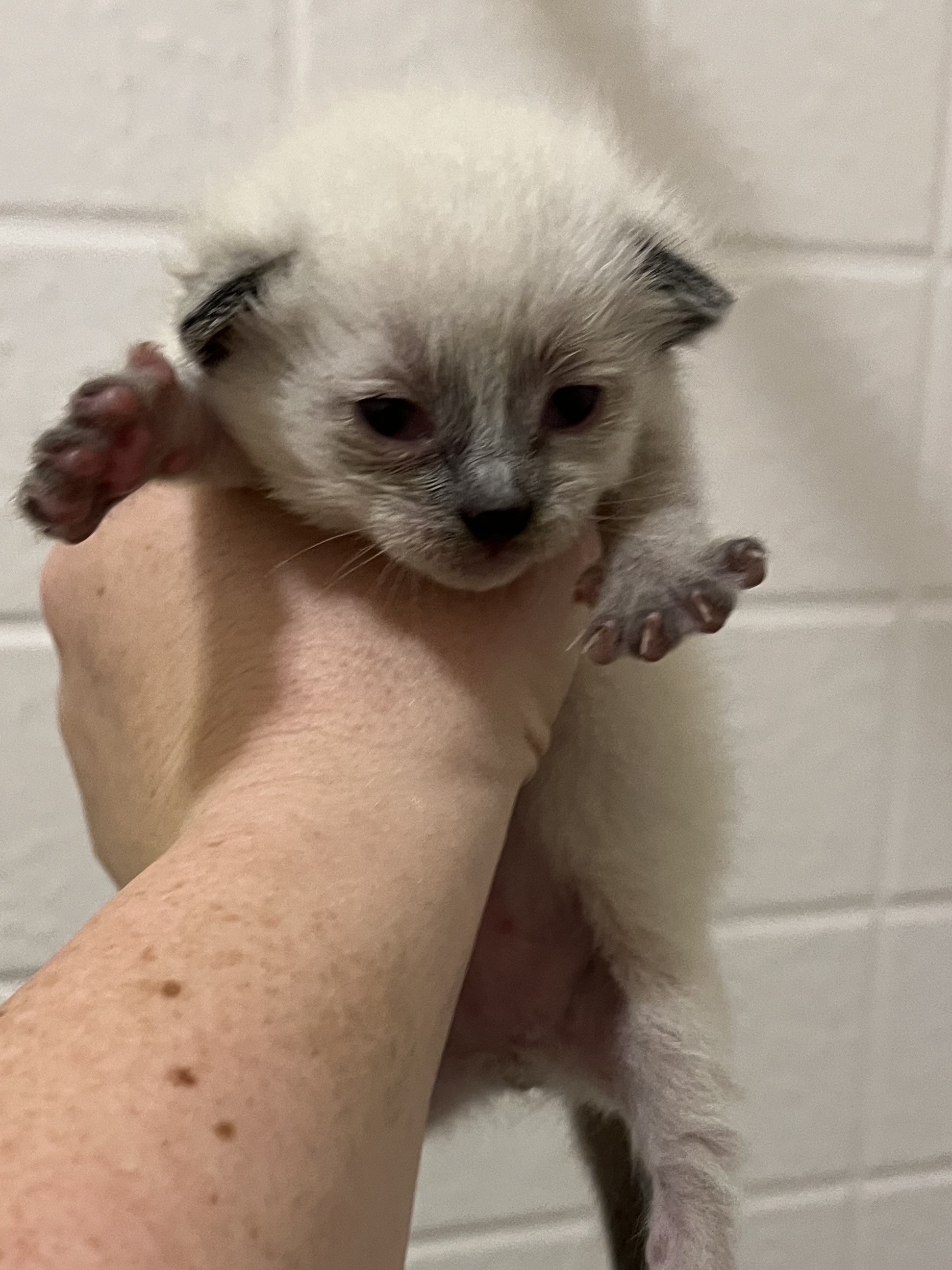Picture of the Animal Listed