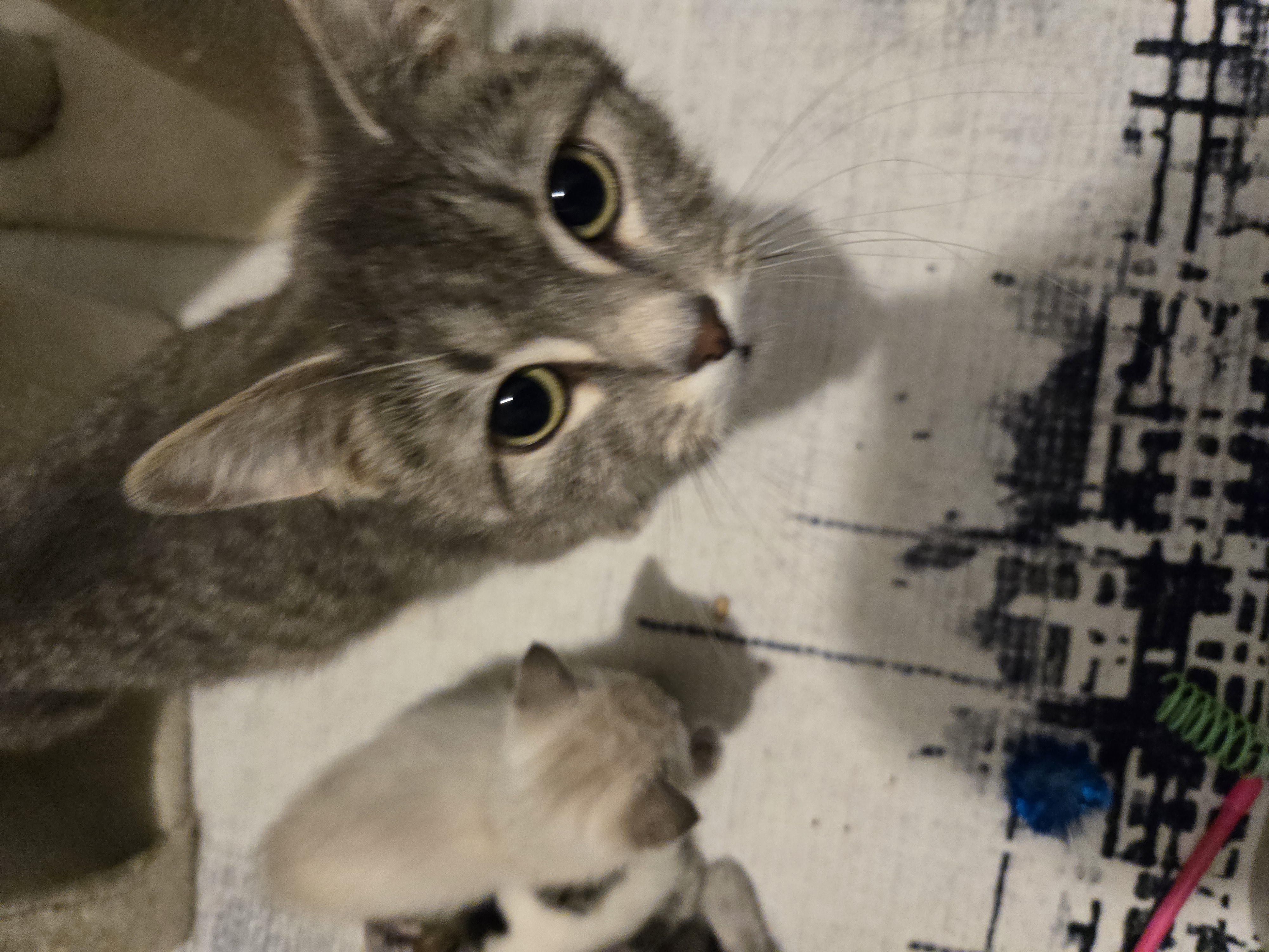 Picture of the Animal Listed