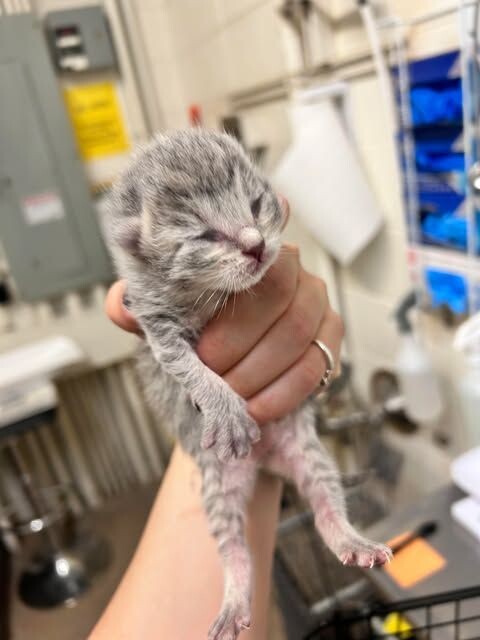 Picture of the Animal Listed