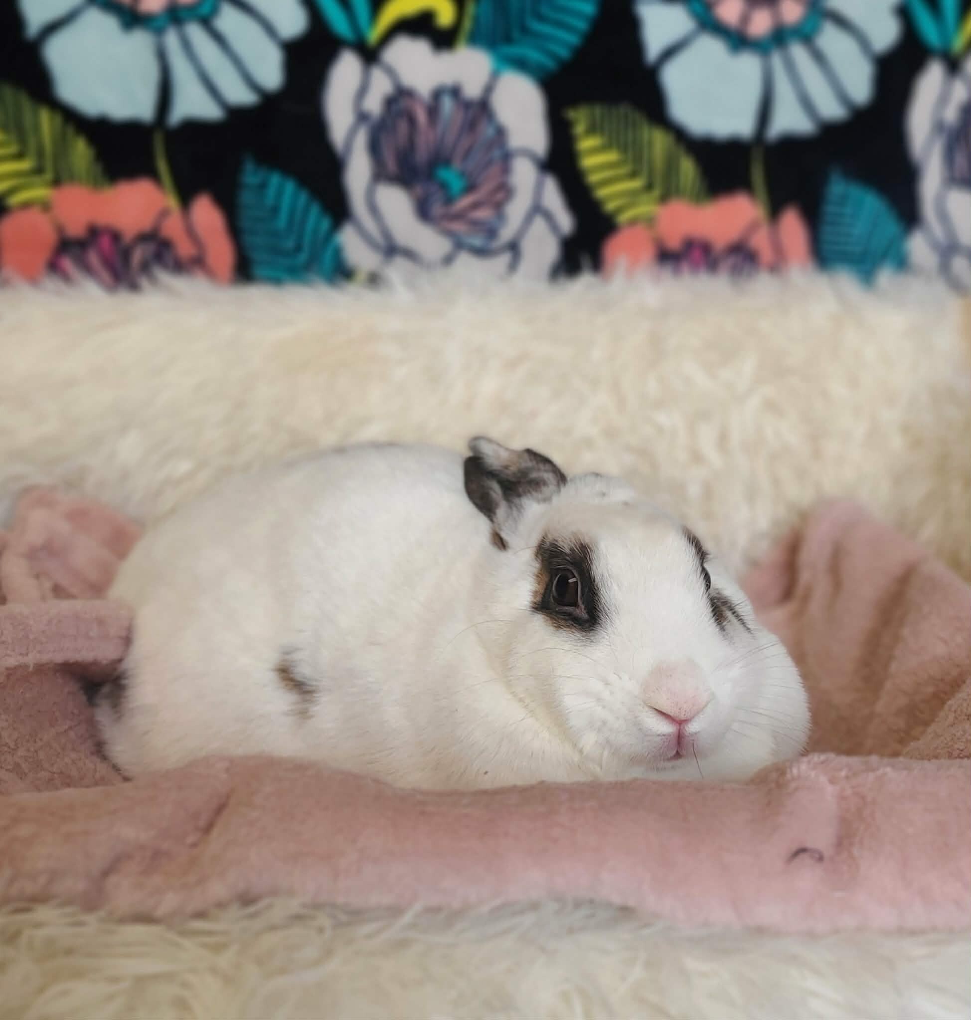 Picture of the Animal Listed