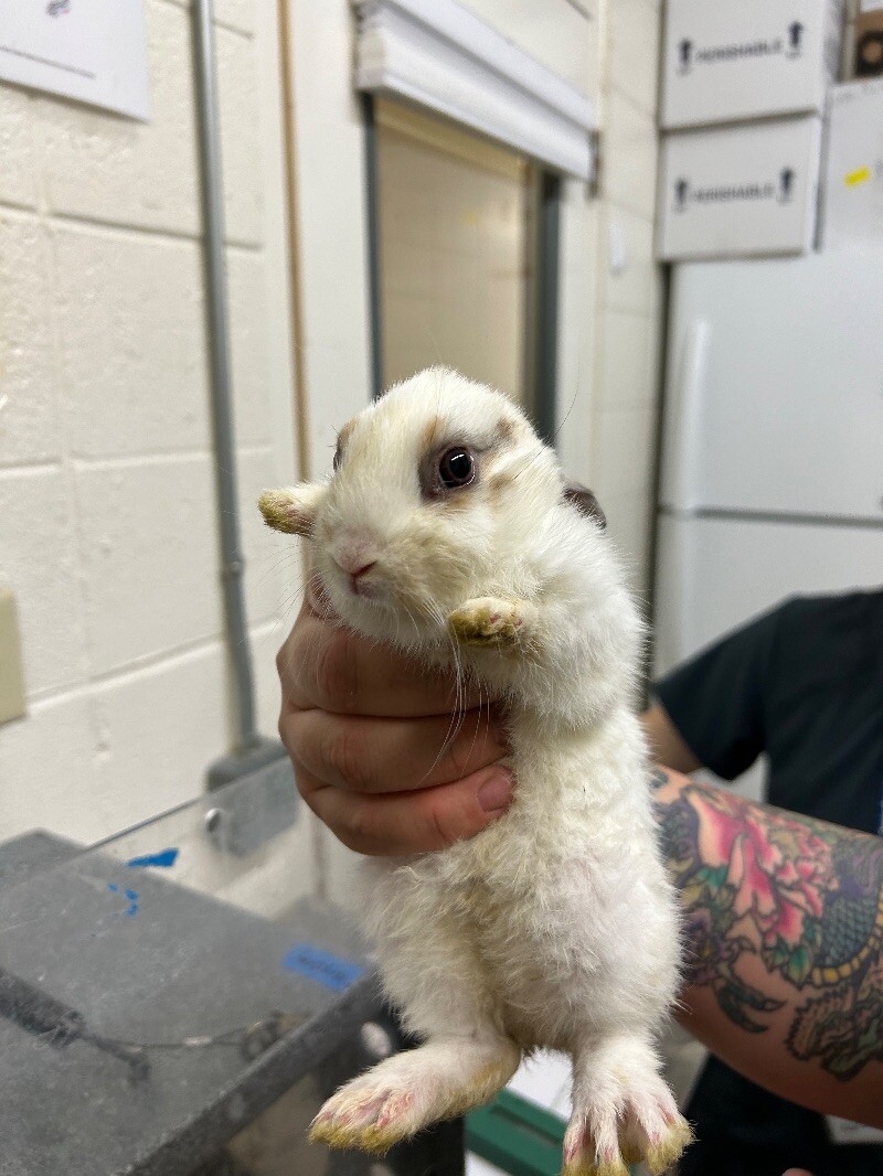 Picture of the Animal Listed