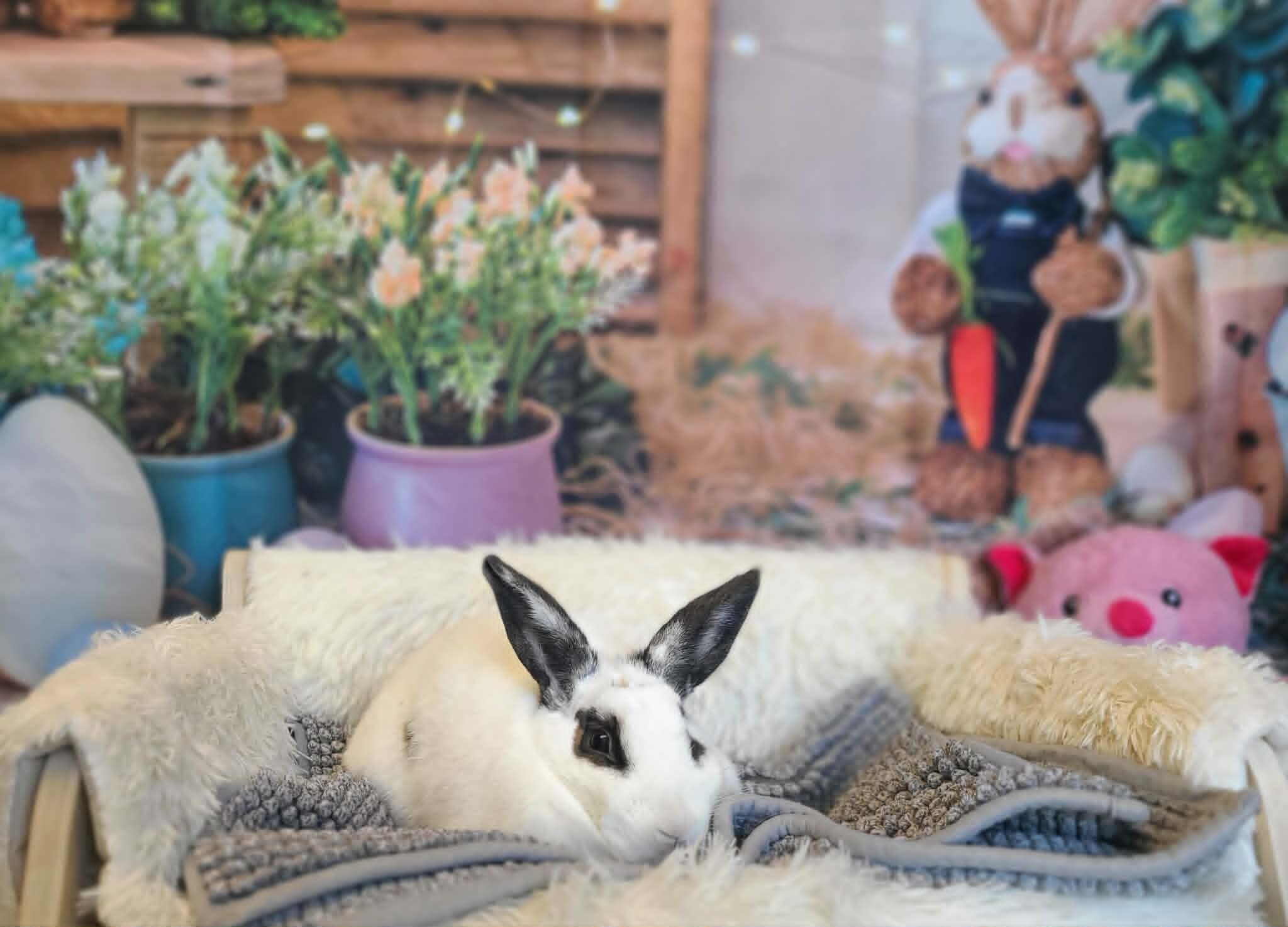 Picture of the Animal Listed