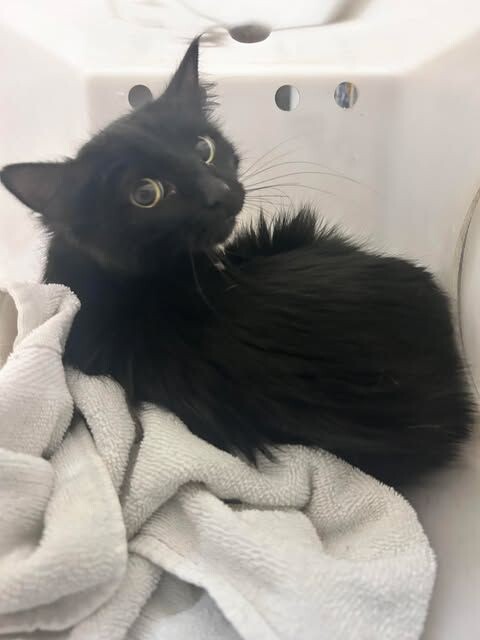 Picture of the Animal Listed