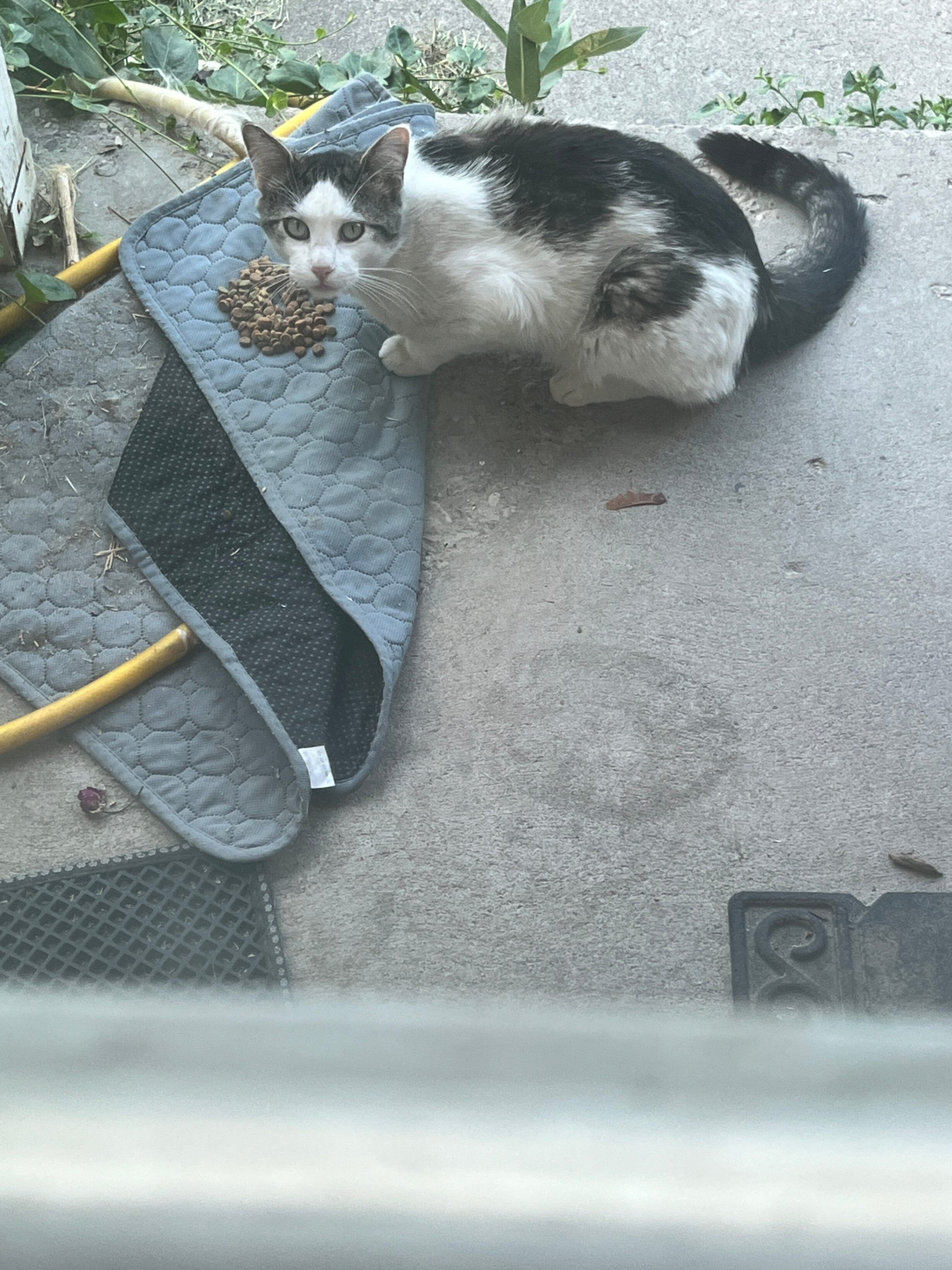 Picture of the Animal Listed