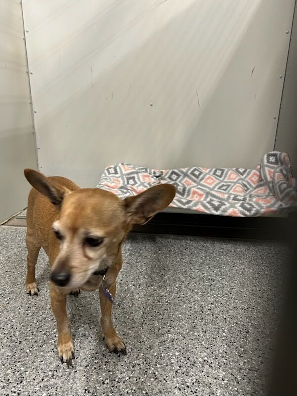 Picture of the Animal Listed