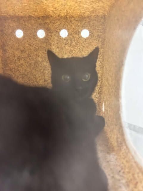 Picture of the Animal Listed
