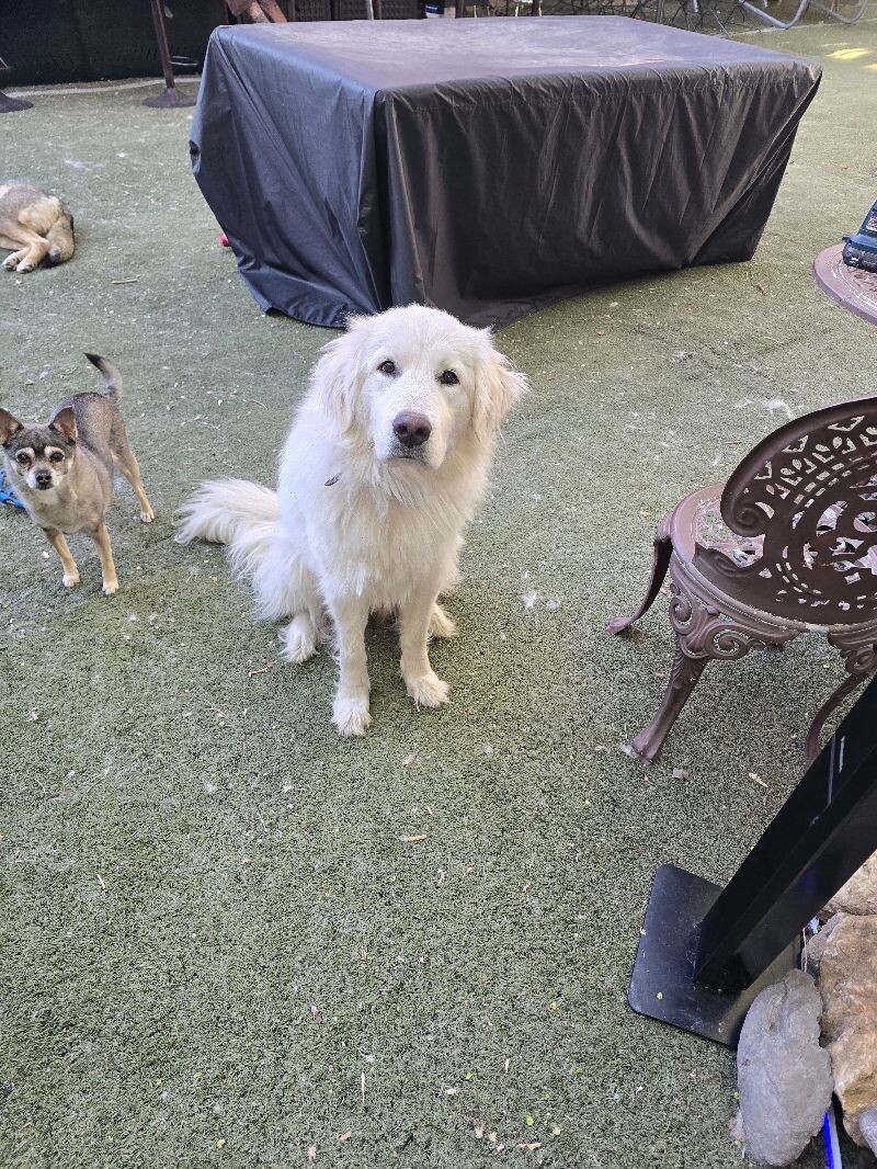 Picture of the Animal Listed