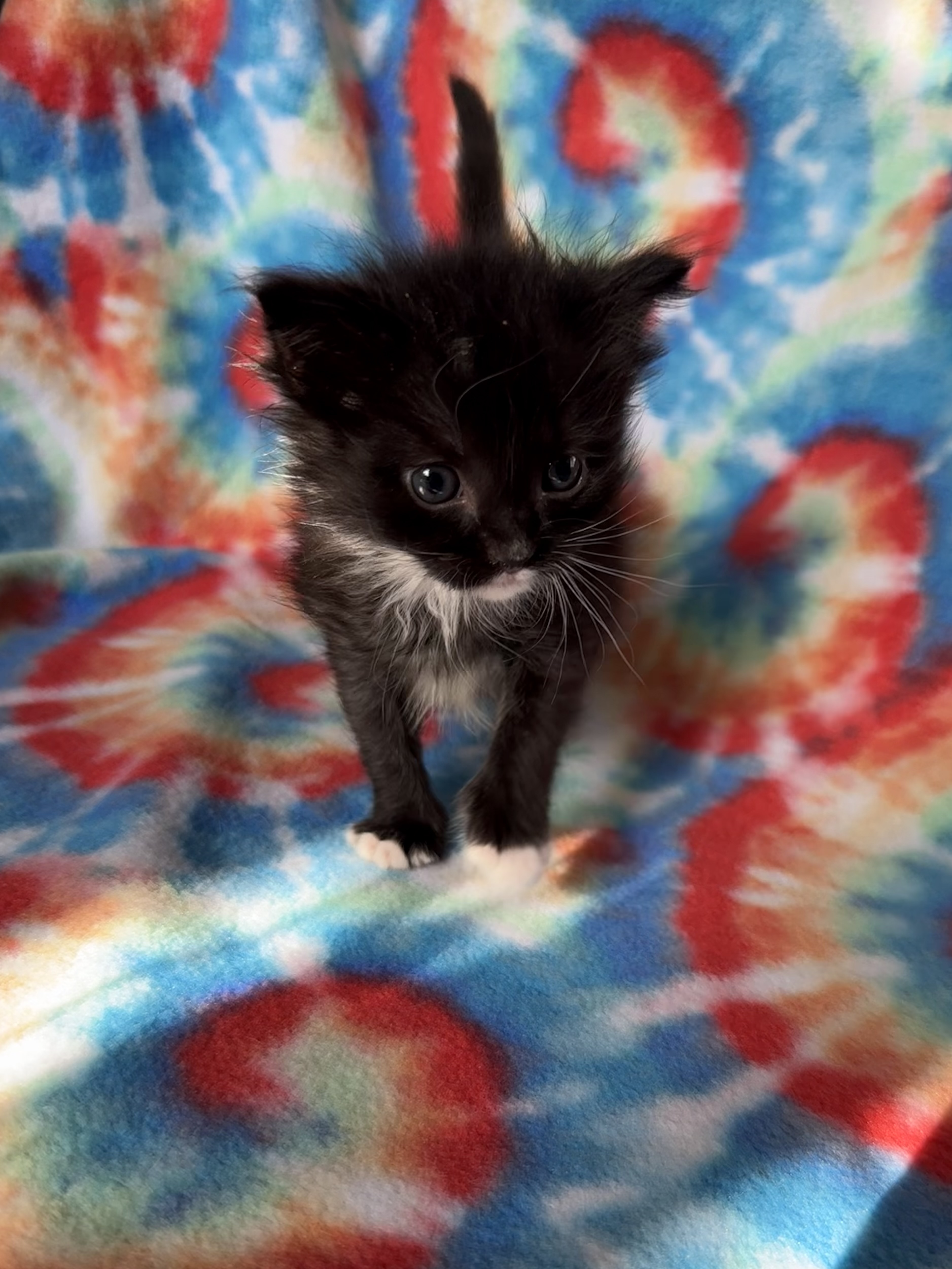Picture of the Animal Listed