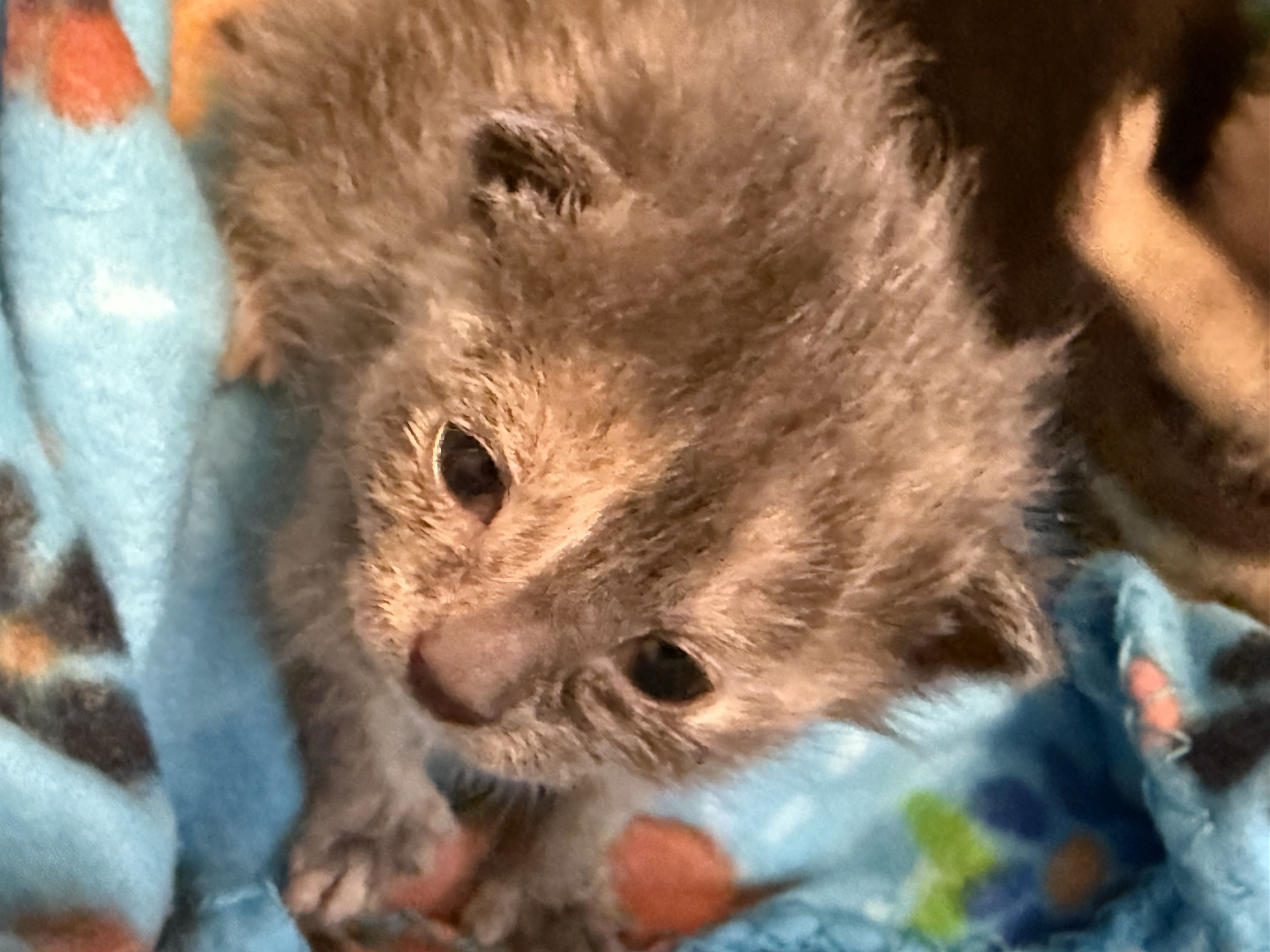 Picture of the Animal Listed