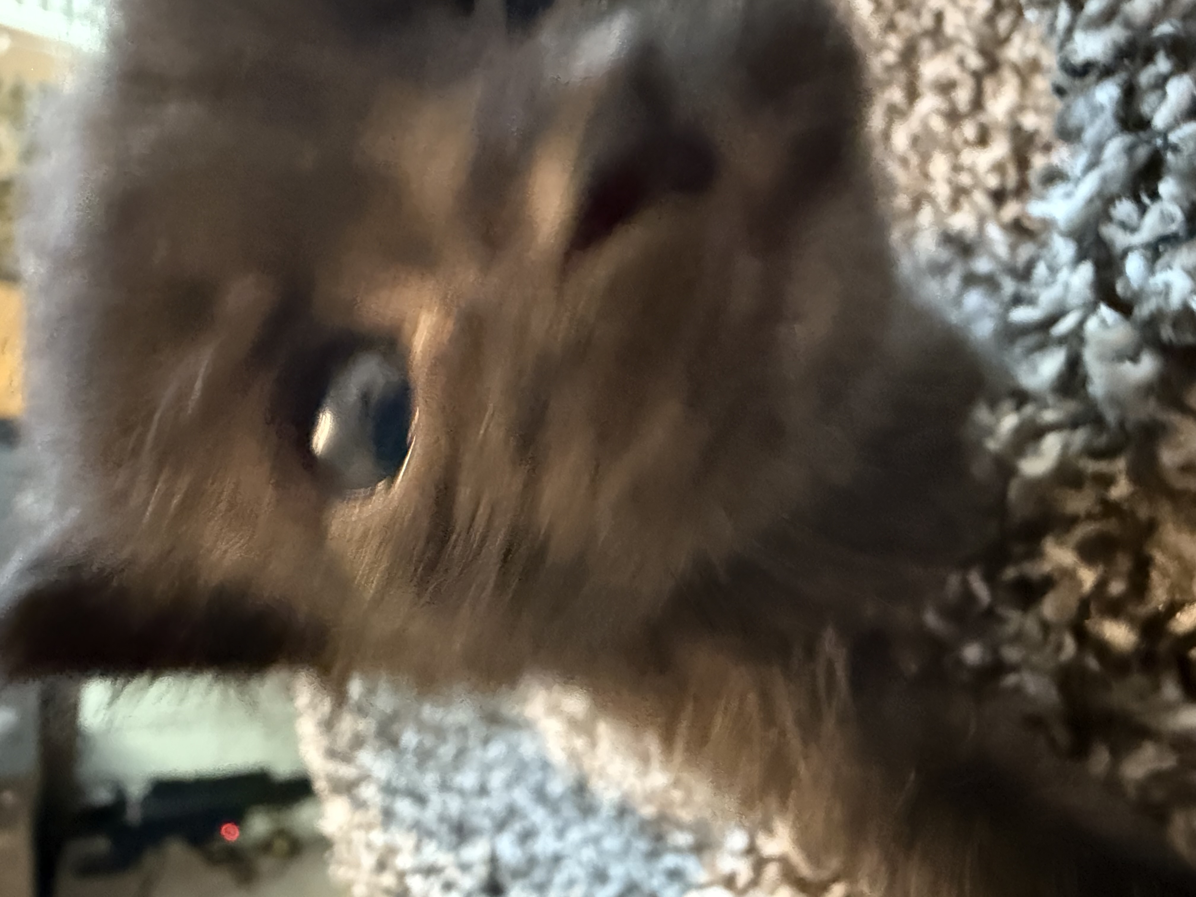 Picture of the Animal Listed