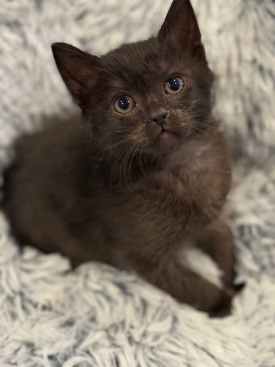 Picture of the Animal Listed